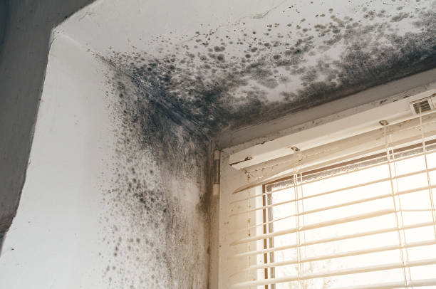Affordable Attic Mold Remediation solutions in Budd Lake, NJ